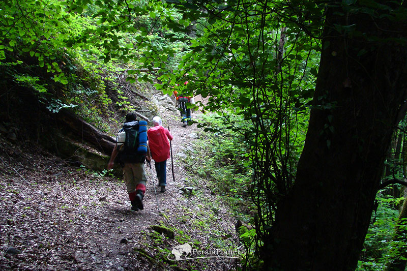 kojur sisangan trekking forest path