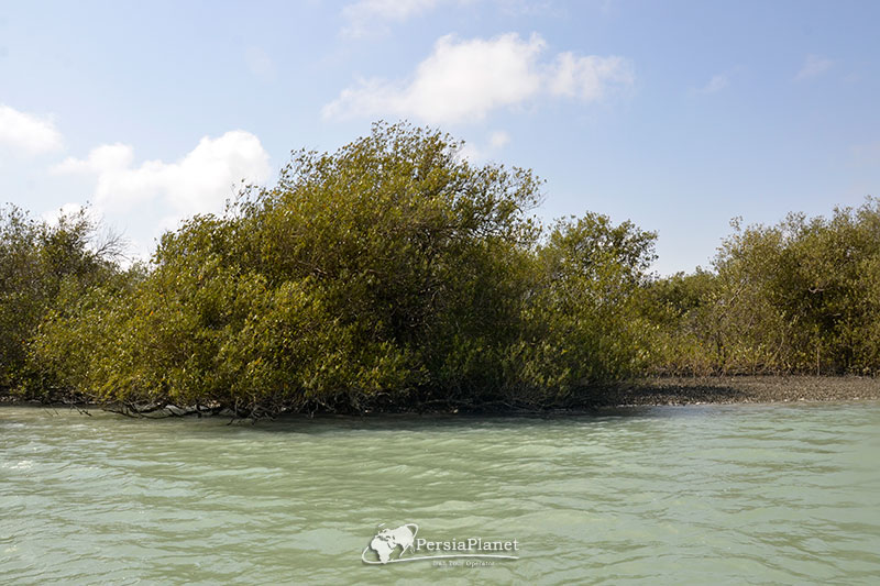 Mangrove Forest Govatr, Sistan Balochestan