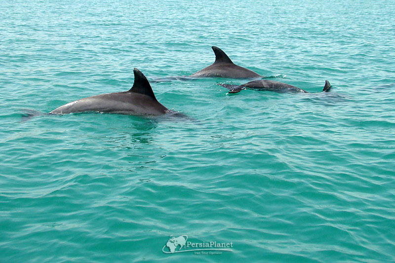 Hengam Island, Dolphin, Hormozgan, Iran