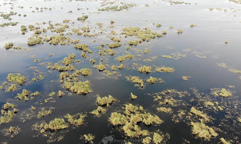 Hur-al-Azim Wetland, Khozestan