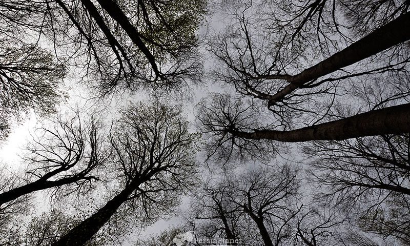 Beech forest, Rash forest, جنگل راش سنگده مازندران